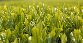 茶樹